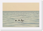 3 migration 8272 * 900 x 600 * (260KB)